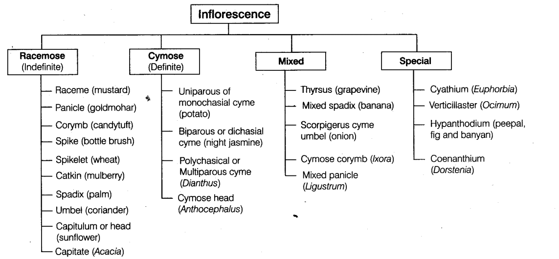 morphology-of-flowering-plants-mindmap