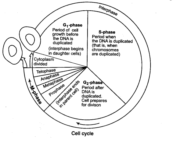 Neet Biology Notes The Cell Division Cell Cycle Cbse Tuts
