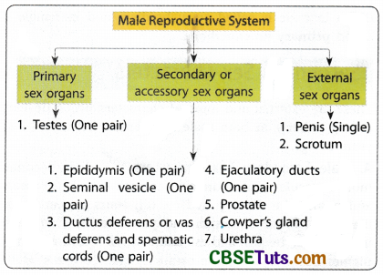 Male Reproductive System - Structure, Organs, And Functions - CBSE Tuts