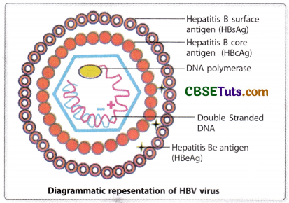 Sexually Transmitted Diseases - Types, Symptoms, Treatment - CBSE Tuts