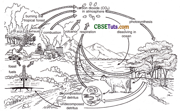 Carbon cycle  CanStock
